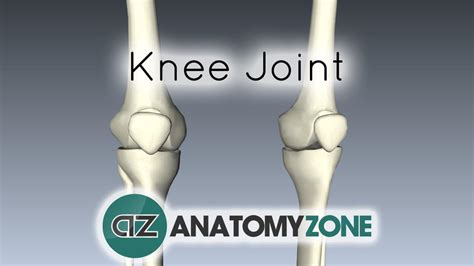 The Knee Joint - 3D Models, Video Tutorials & Notes | AnatomyZone