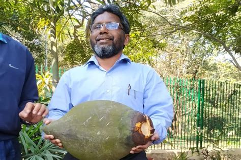 India's Only 125-year-old Double Coconut Tree Harvested After Several ...