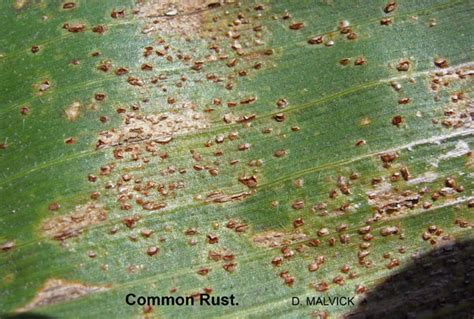 Common rust on corn | UMN Extension