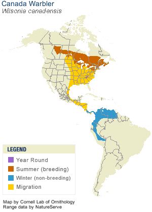 Canada Warbler Life History | Landbird Species at Risk in Forested Landscapes