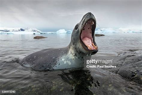 Seal Hunting Photos and Premium High Res Pictures - Getty Images