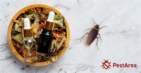 Can Essential Oils Really Kill Cockroaches? (2024) | PestArea