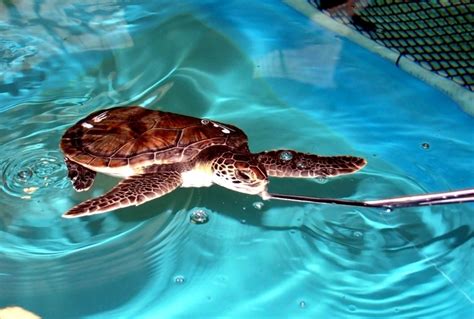 Kemp’s Ridley Sea Turtle – "OCEAN TREASURES" Memorial Library