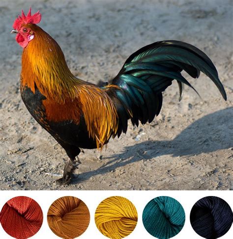 Yarn Color Combo Inspiration: Rooster (Gleeful Things) | Rooster, Color combos, Yarn colors