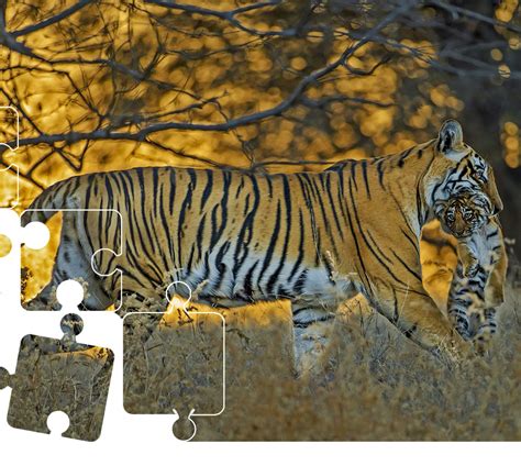 Wildlife Puzzle: Tiger Parenting | RoundGlass | Sustain