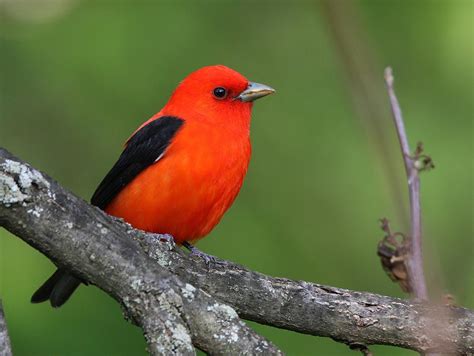 Scarlet tanager Photograph by Jacob Dingel - Fine Art America