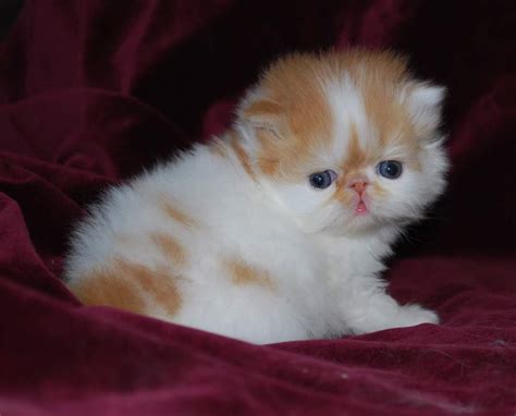 cute cat persia: cute persian cat