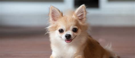 Apple Head Chihuahua - A-Z Animals