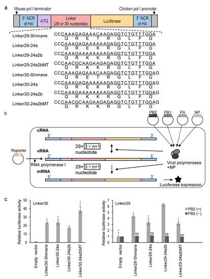 Pathogens | Free Full-Text | Structural Requirements in the Hemagglutinin Cleavage Site-Coding ...