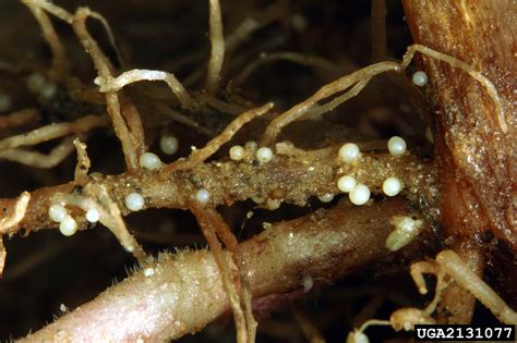 Novel Insights on How Plant Roots Cope With Cyst Nematodes – The Green Leaflet