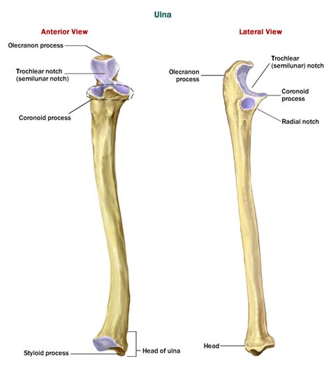 ulna anatomy diagram Diagram | Quizlet