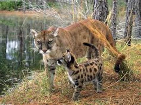 10 Interesting the Florida Panther Facts | My Interesting Facts