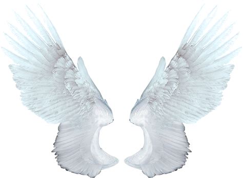 White angel wings PNG