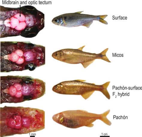 A comparison of brain size and body morphology in the four Mexican... | Download Scientific Diagram