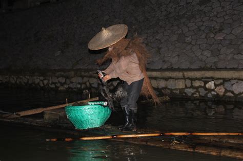 Cormorant fishing at Li Jiang River in China - Bushguide 101