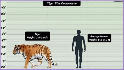 Tiger Size: How Big Are They Compared To Others?