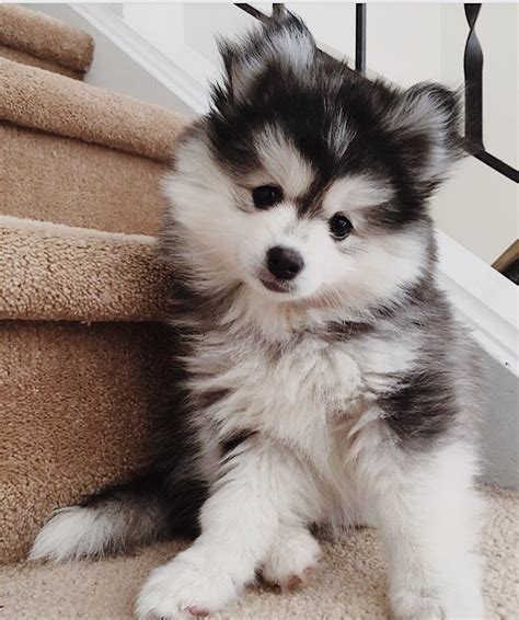 Pomeranian Husky For Sale Michigan - Pets Lovers