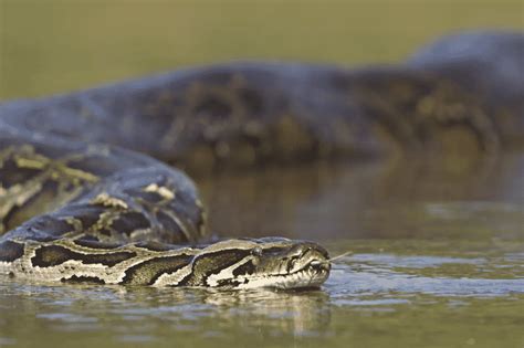 It's Python Hunting Season In The Florida Everglades Again And They ...