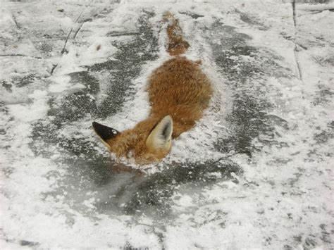 Frozen in Ice | Animals, Vulture culture, Fox