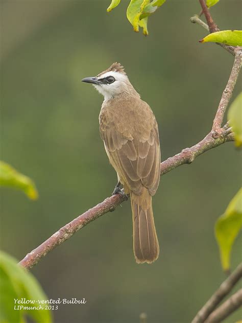 Yellow-vented Bulbul