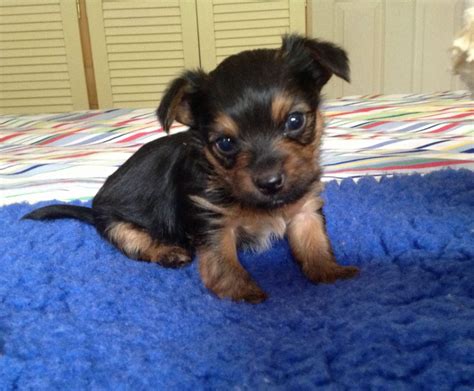 Chihuahua Yorkshire Terrier Mix Puppies | Dog Breed Information