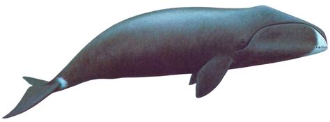 Ballena PNG