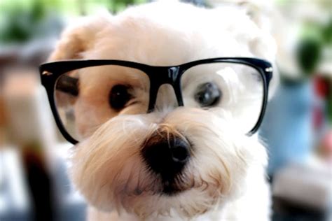 Funny Cute Puppy With Glasses Best Photographs 2013 | Funny Animals