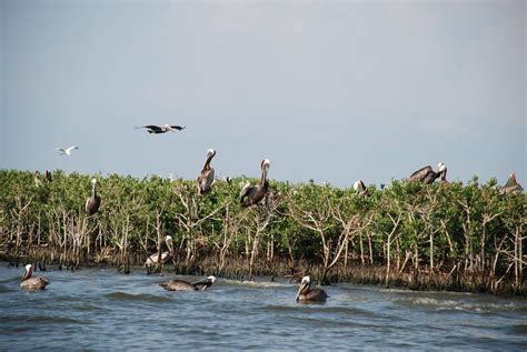 Gulf Coast Post: At Risk: Nesting Birds & Island Rookeries