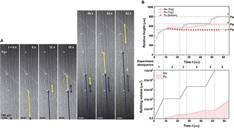 Ping-pong pattern of water refilling in embolized metaxylem and... | Download Scientific Diagram