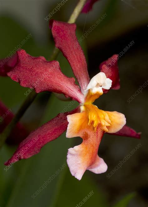 Oncidium ornithorhynchum hybrid orchid - Stock Image - C024/2808 - Science Photo Library