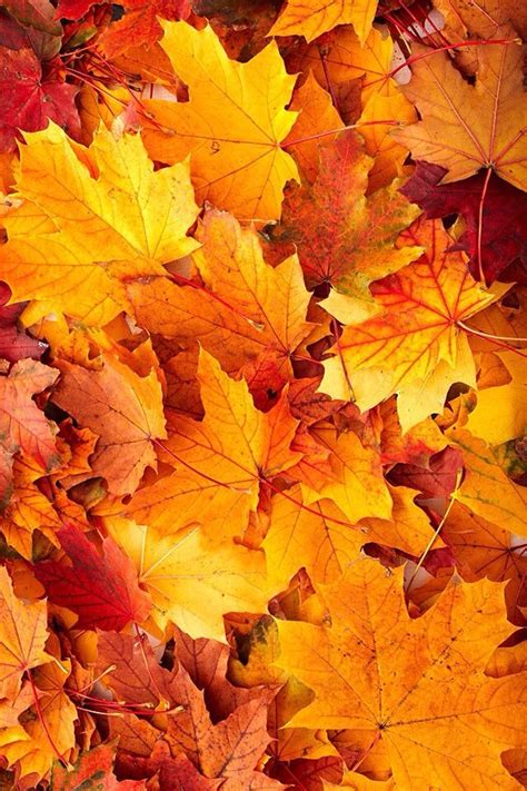 Autumn Leaves Wallpaper, Cute Fall Wallpaper, Orange Wallpaper, Leaf Wallpaper, Wallpaper ...