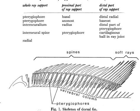 Figure 1 from Joints and Muscles of the Dorsal Fin of Tilapia Nilotica L. (Fam. Cichlidae ...