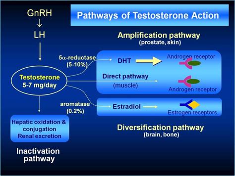 Best Testosterone Cycles I Side Effects, Results And Dosages