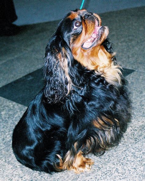 King Charles Spaniel - Wikipedia