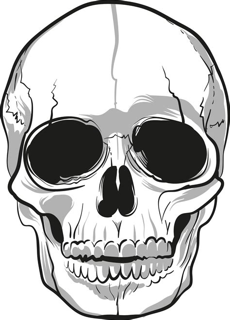 Skull Drawing Bone - skulls png download - 1867*2592 - Free Transparent Skull png Download ...