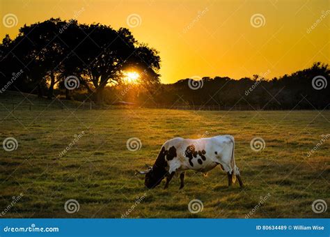 Texas Longhorn Cow At Sunset, Texas Hill Country Royalty-Free Stock ...