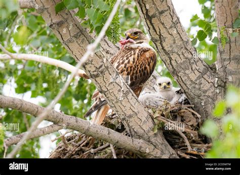 Red tailed hawk nest Stock Photo - Alamy