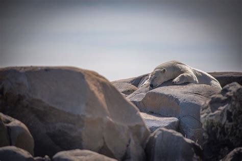 Churchill’s Polar Bears of August - Churchill Polar Bears