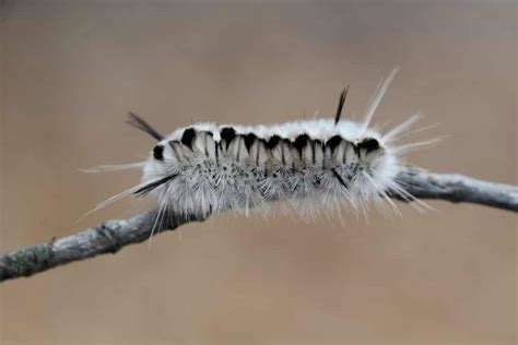 Do Caterpillars Bite or Sting? Prevention and Treatment Tips