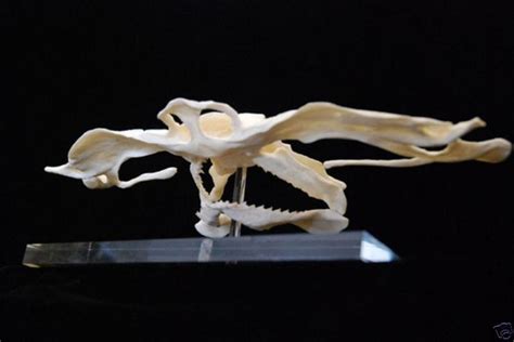 SMOOTH HAMMERHEAD SHARK SKULL JAW REPLICA | Hammerhead shark, Animal skulls, Skull