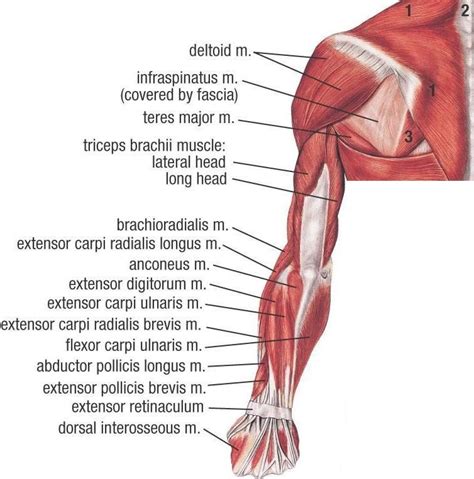 Upper Extremity Muscles Labeled