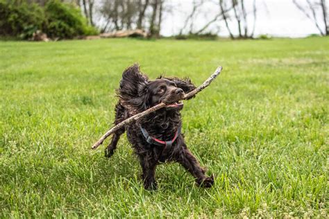 Boykin Spaniel Training: From Playful Pup To An Obedient Dog