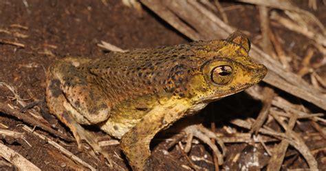 Puerto Rican Crested Toad (Peltophryne lemur) | U.S. Fish & Wildlife ...