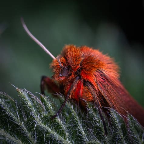 Macro Photo Of Red Poodle Moth · Free Stock Photo