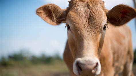 Cow Facts | Cy-Fair Animal Hospital