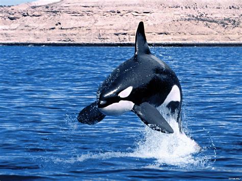 Killer Whales Wallpapers - Wallpaper Cave