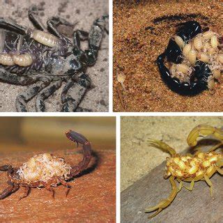 Females of four scorpions species carring first instar juveniles: (1 ...