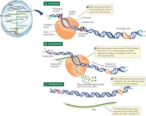 Genetic Transcription - Creating mRNA