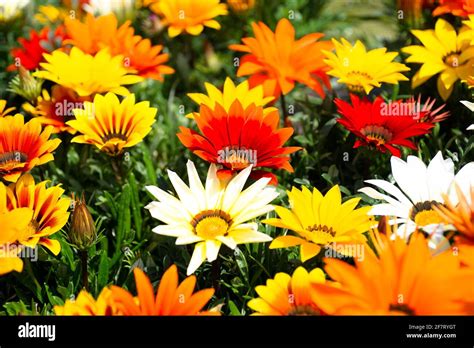 Orange yellow daisies hi-res stock photography and images - Alamy