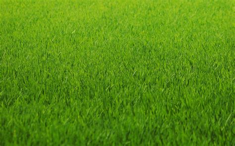 HD Grass Wallpaper (76+ images)